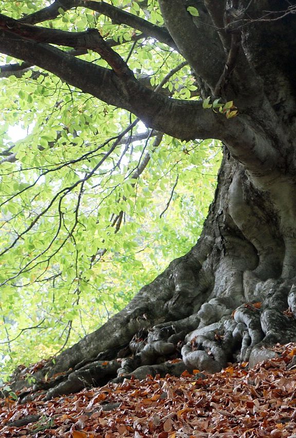 Dilijan forests, Armenia